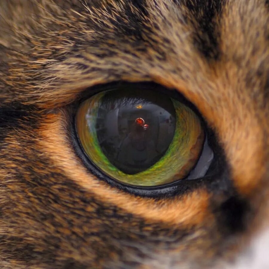 Глазки кошечки. Глаза кошки. Кошачий глаз. Глаза животных крупным планом. Кошачий глаз крупным планом.