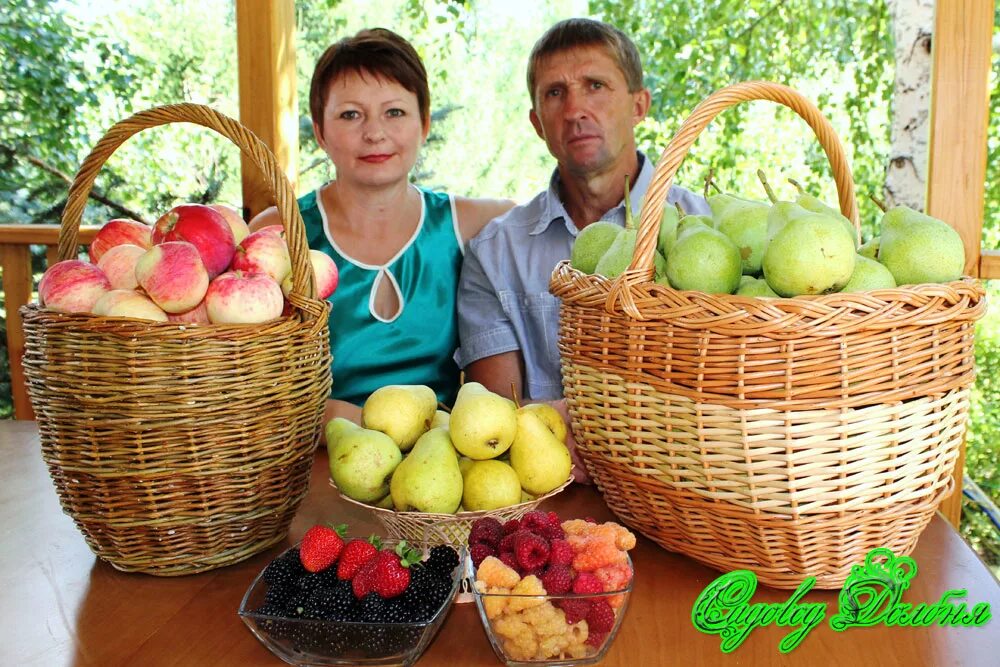 Купить рассаду оренбург. Питомник Долбня Оренбург саженцев. Саженцы Долбня Кувандык. Питомник Оренбург саженцы. Питомник саженцев а Оренбурге.