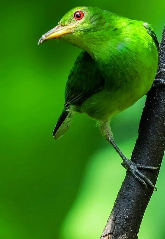 Черно зеленая птичка. Зеленая птица. Салатовая птичка. Птица зелёного цвета. Красивая птица зеленая.