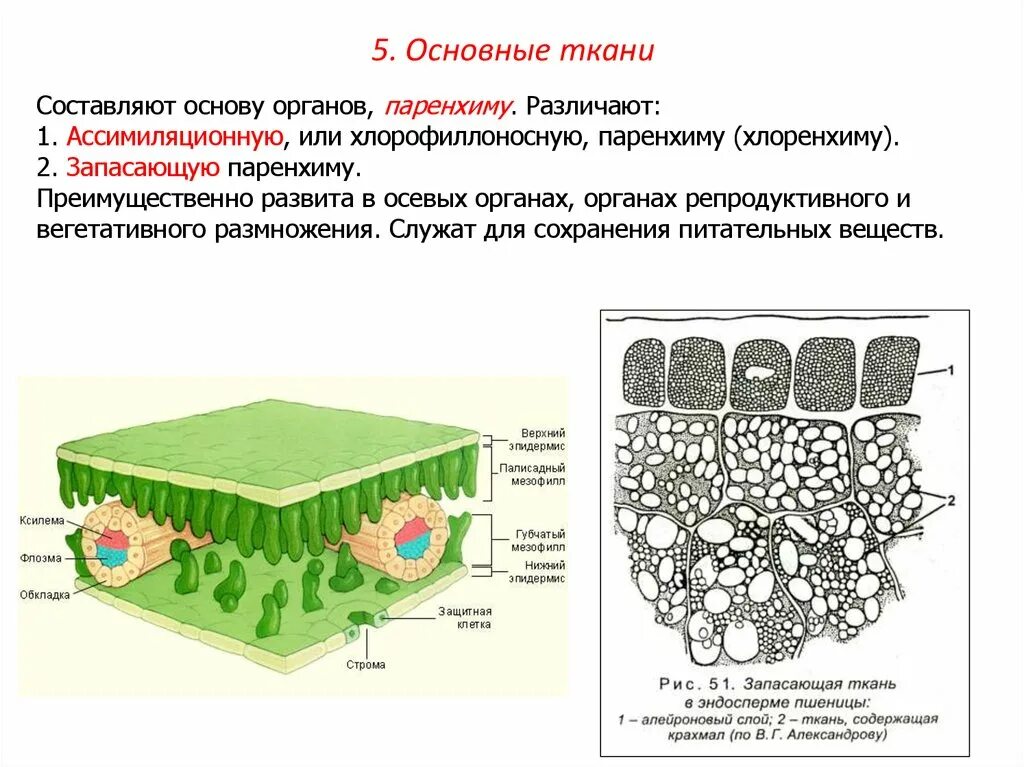 Преимущественно из клеток состоит