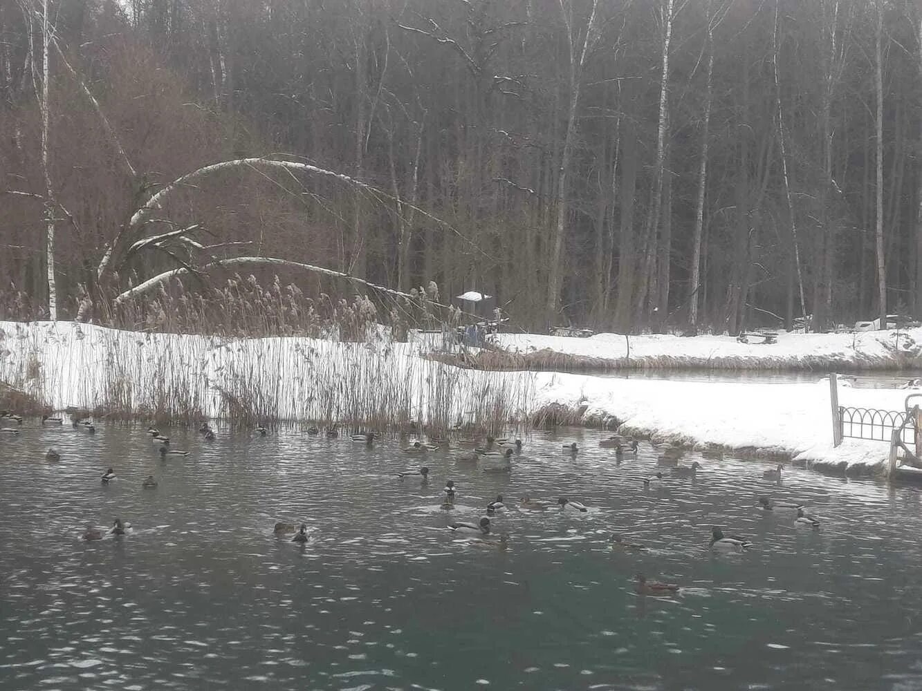 Сероводородных озерах калуга. Сероводородные озера Калуга. Сероводородные пруды в Калуге. Сероводородные озера в Калужской области. Озеро Резванское.