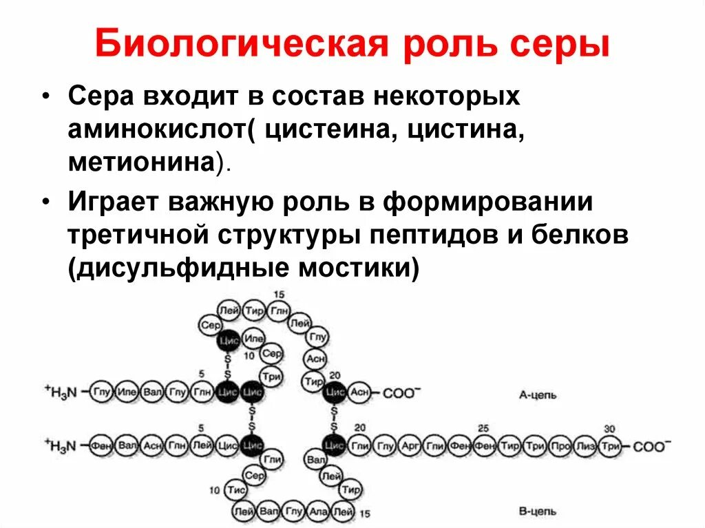 Структура и состав белков. Биологическая роль белков. Биологическая роль серы в организме человека. Сера биологическая роль. Биологические функции пептидов. Биологическая роль и структура белка