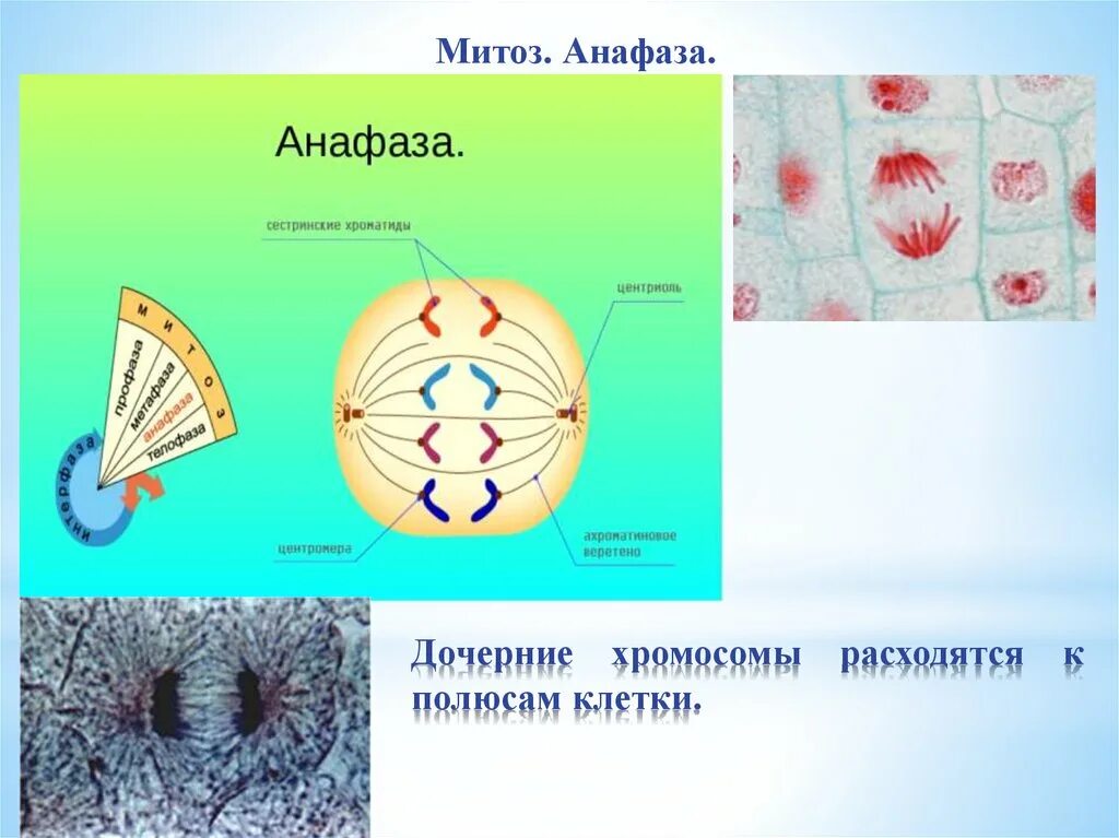 Дочерние хромосомы расходятся к полюсам. Митотического веретена анафаза. клетка в анафазе митоза. анафаза хромосомы. анафаза дочерние хромосомы.