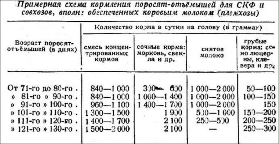 Сколько раз кормить поросенка