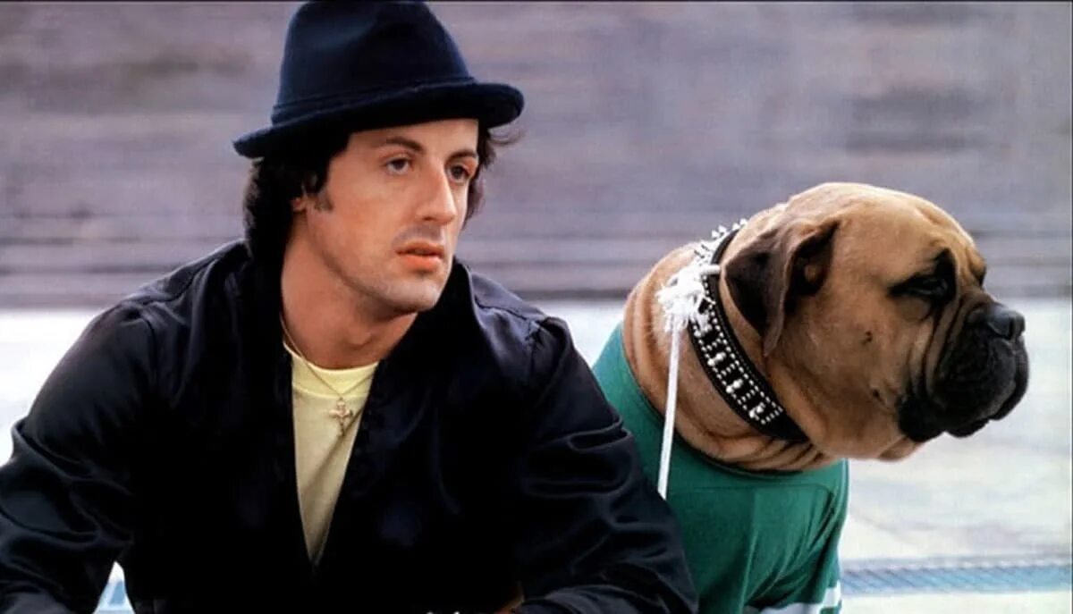 Сталлоне и его пес буткус. Собака сталлоне. Сильвестр сталлоне фото с собакой. Баткас сталлоне. Сталлоне с собакой.