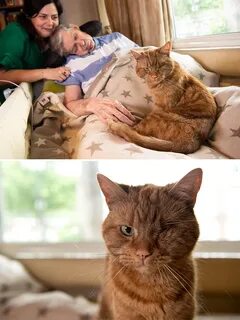 Любимый кот в семье