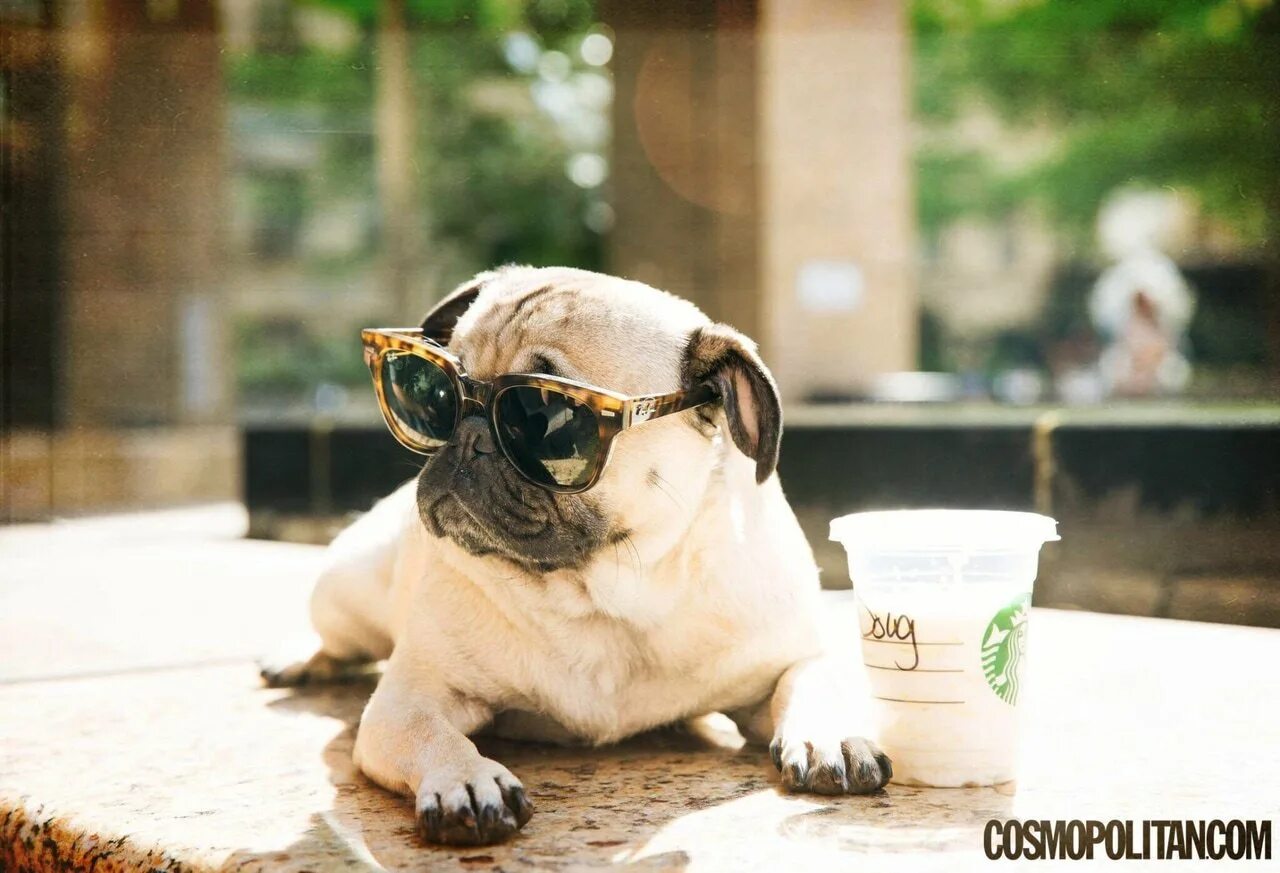 Сонный мопс. Подстриженный мопс на лысо. Мопс. Мопс под. Прикольные мопсы.