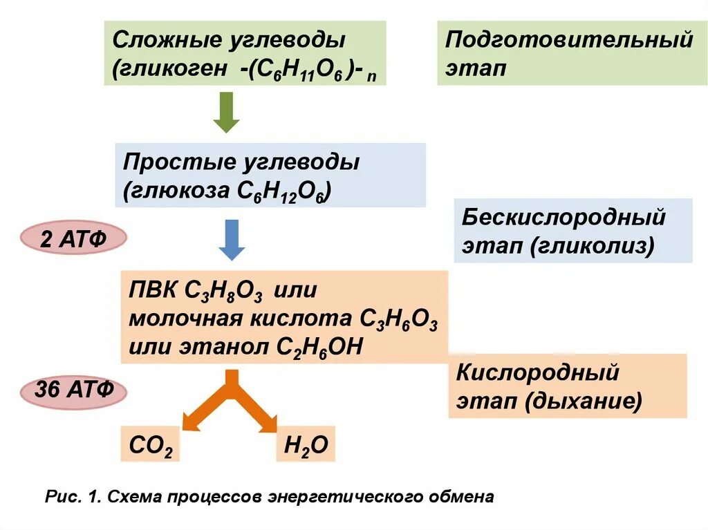 Реакция расщепления атф. Этапы энергетического обмена углеводов. Формула подготовительного этапа энергетического обмена. Схема процессов энергетического обмена подготовительный этап. Этапы энергетического обмена гликолиз.