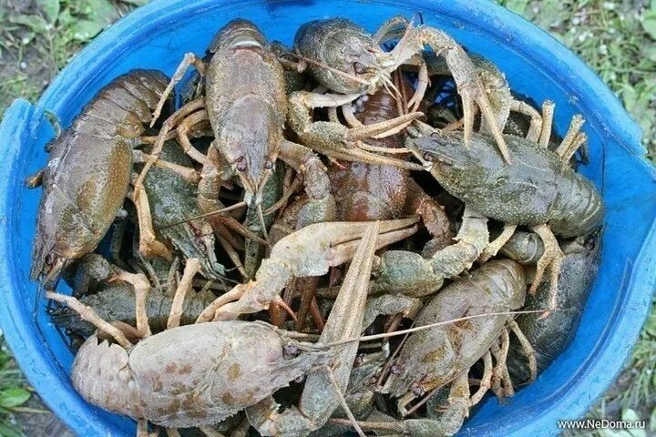 Как выглядит кг раков Раки в пиве : Рыбные блюда