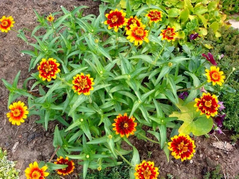 Циния мультифлора. Циния примавера. Циния в открытый грунт. Циния в открытый грунт. Цинния хаага.