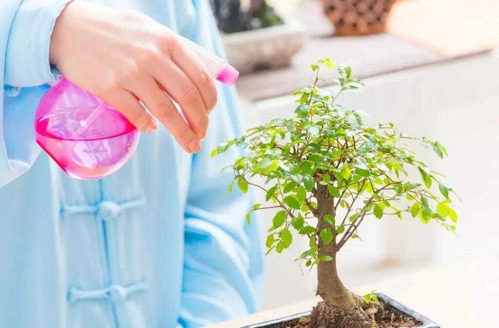 Полив бонсая. Бонсай как часто поливать. Лейка для бонсай. Мирт полив. Полив бонсай.