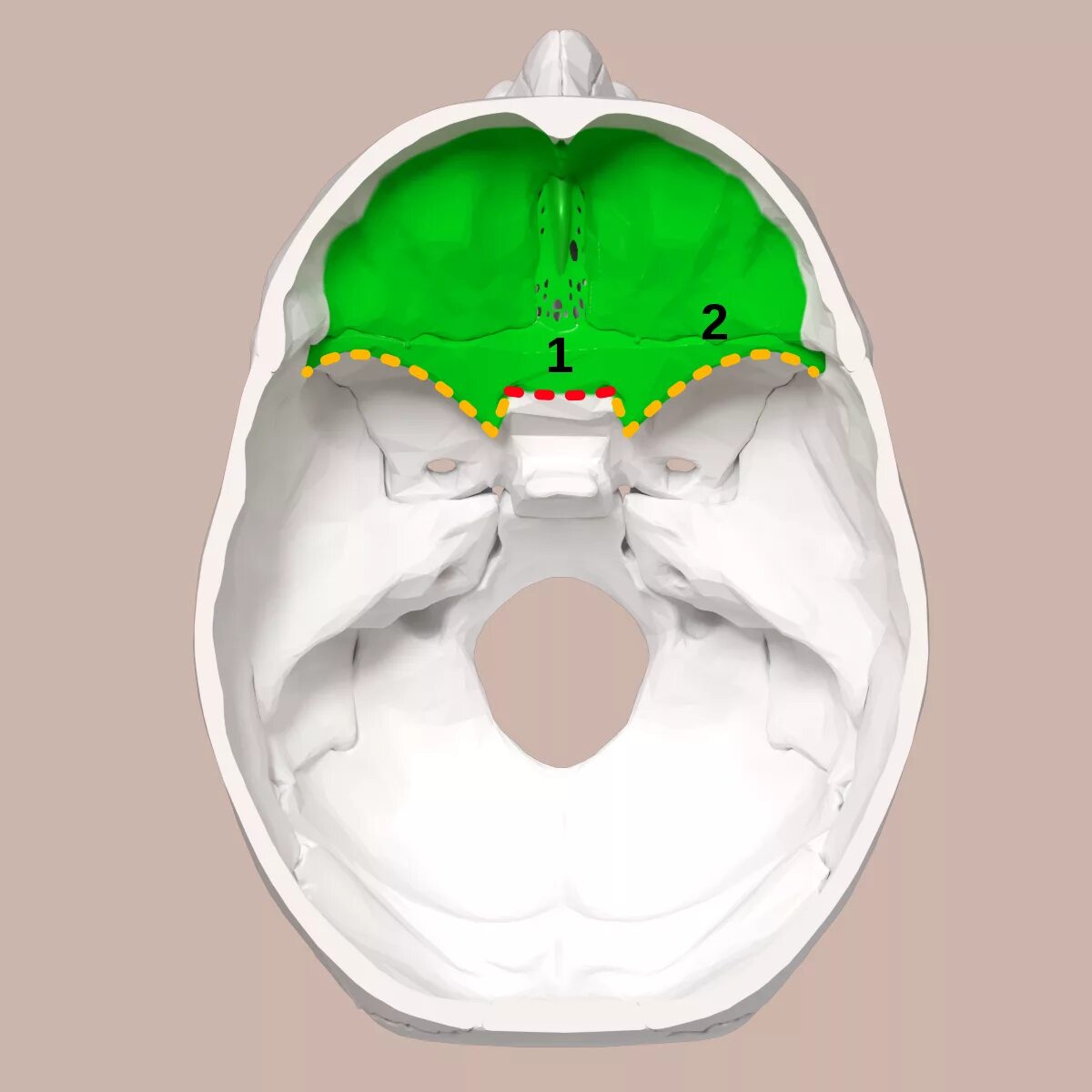 Переднее основание черепа. Основание черепа черепные ямки. anterior cranial fossa. черепные ямки внутреннего основания черепа. ямки основания черепа.