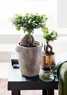 Фикус гинсенг