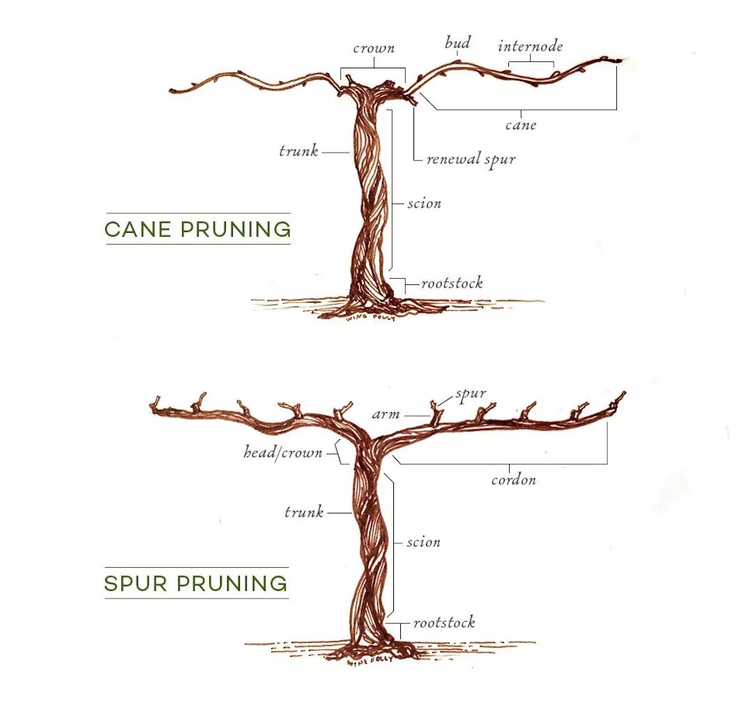 Корневая система винограда. Корневая система винограда схема. Guyot pruning. Какая корневая система у винограда.