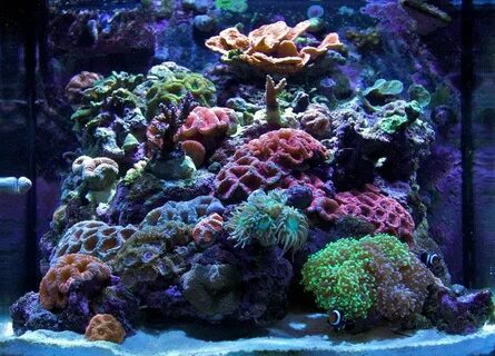 Виды морского аквариума