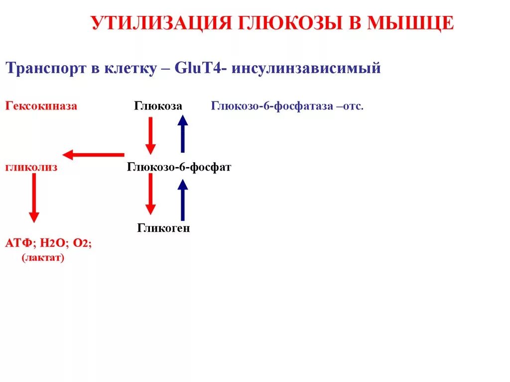 Транспорт глюкозы кровью. Механизм утилизации Глюкозы в организме. Основной путь утилизации Глюкозы. Путь утилизации Глюкозы в организме:.