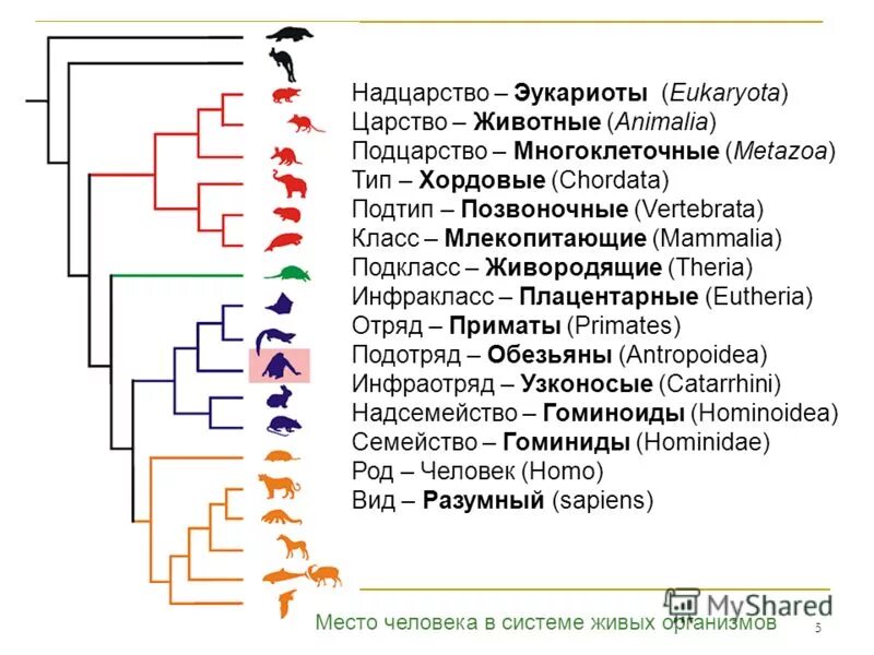 Царство тип подтип человека. Классификация человека в биологии. Классификация животных человек. Систематика человека. Царство животных классификация человек.