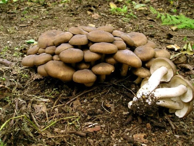 Грибы растущие в городе. Рядовка скученная lyophyllum decastes. рядовка скученная lyophyllum decastes съедобная. вешенка ильмовая. грибы рядовки.