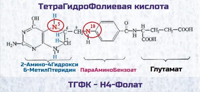 Тетрагидрофолиевая кислота формула. 5 6 7 8 Тетрагидрофолиевая кислота. Кофермент ТГФК формула. Синтез тетрагидрофолиевой кислоты биохимия.