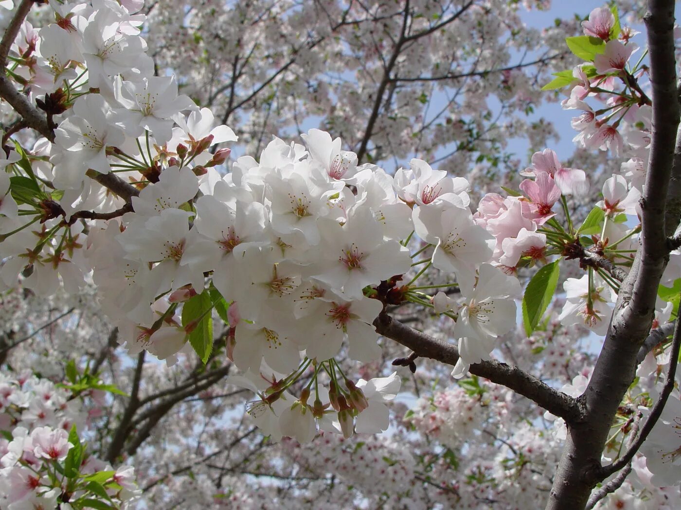 Про цветущие деревья. Цветущая черешня дерево. Волочаевка вишня цветение. Вишня Йошино. Черешня дерево цветение.