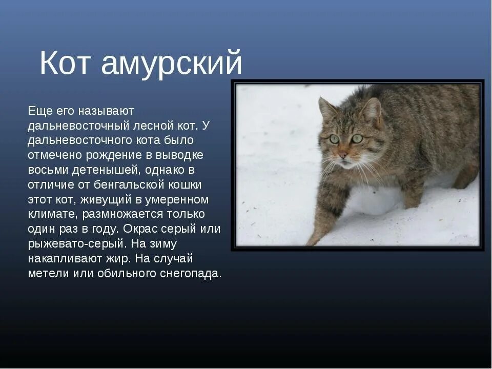 Краткое содержание коту. Амурский лесной кот краткое описание. амурский лесной кот занесен в красную книгу. животные из красной книги амурской области. лесной кот красная книга.
