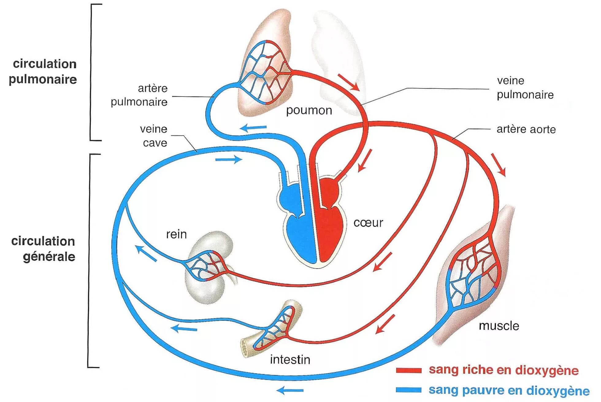 De circulation. Circulation. сшксгтмфдфсшщт. pulmonaire. circulation picture.