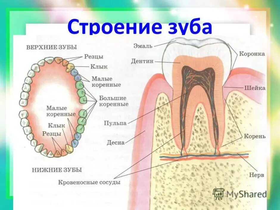 Классы полости рта. Строение ротовой полости зубы. Полость рта анатомия зубы строение. Строение зуба человека 8 класс биология. Схема строение зубов биология 8 класс.