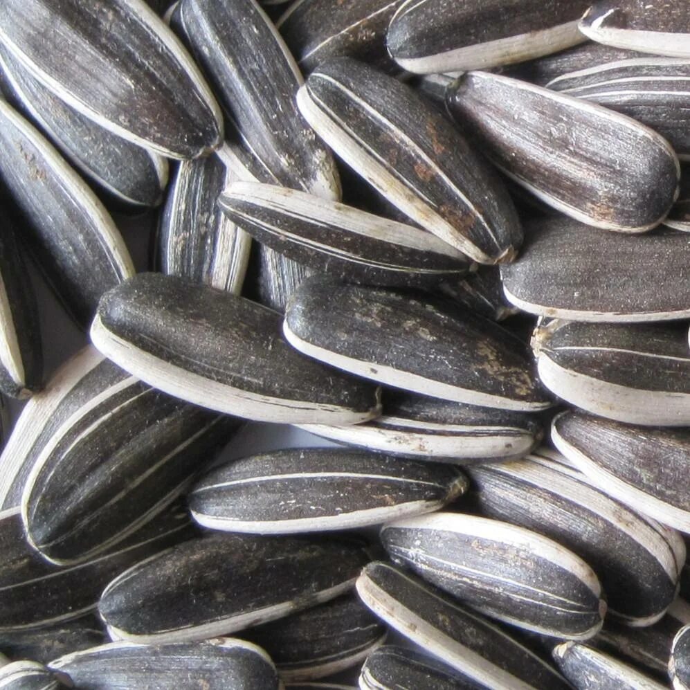 Семена тыква волжская серая. Белые семена подсолнечника. Длинные семечки. Семечки белые полосатые. Семечки подсолнечника очищенные сертификат качества.