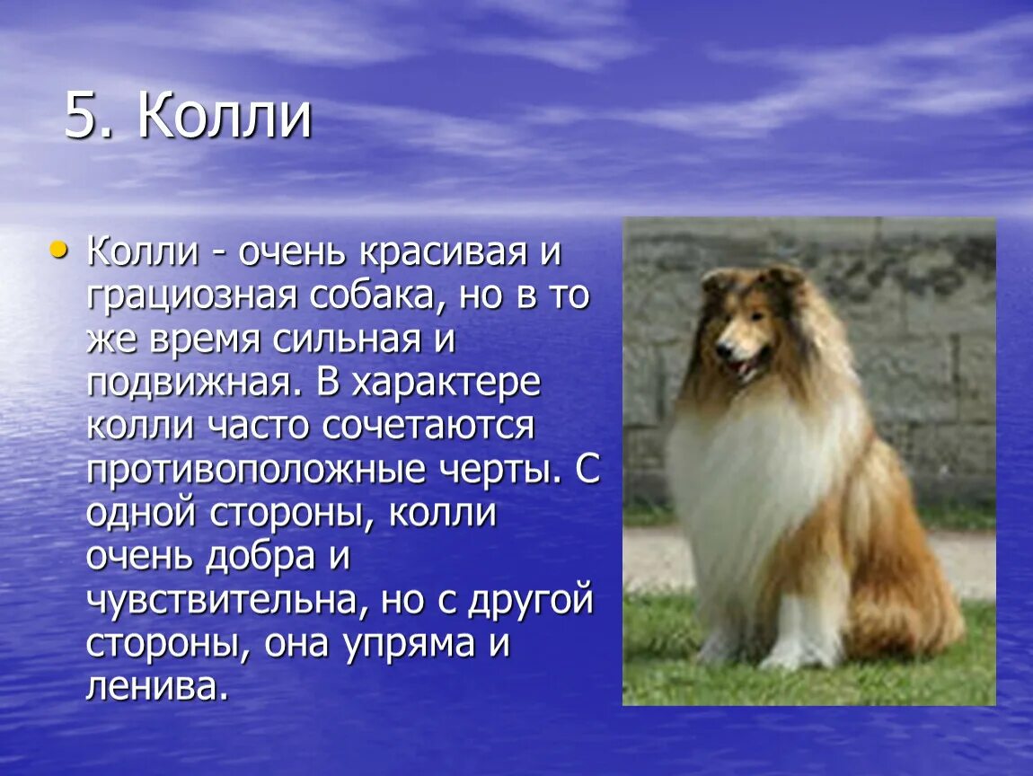 Колли собака характеристика. Минусы шелти. Породы собак колли презентация. Колли собака характеристика. Доклад про породу собак колли.