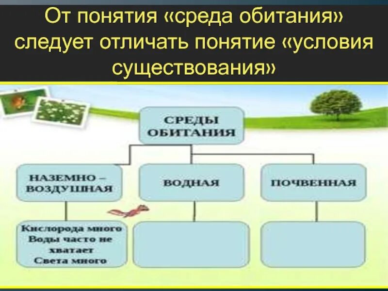 Среда и факторы существования. Понятие среды обитания. среда обитания как экологическое понятие. среда обитания термин. понятие среда обитания и условия существования.