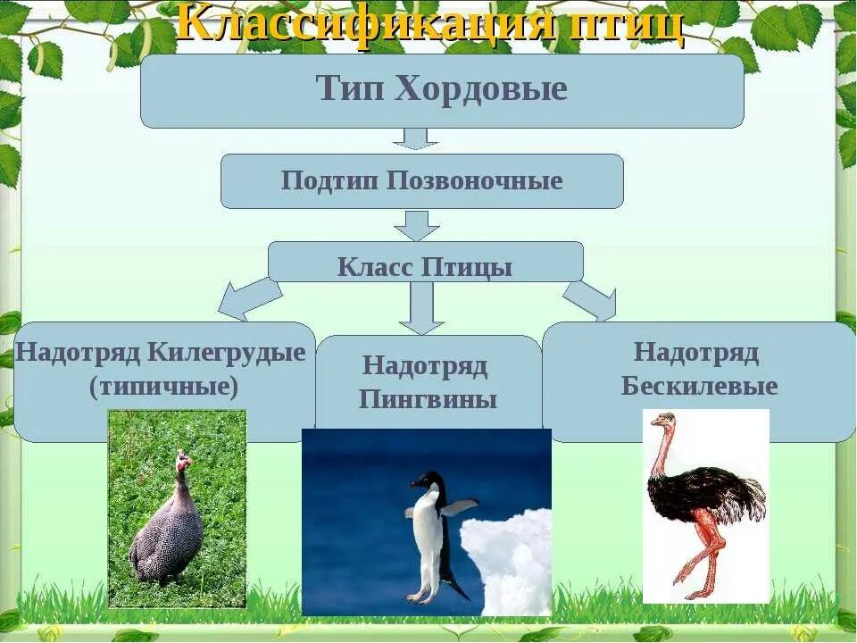 Класс птицы классификация. Класс птицы презентация. Класс птицы представители. Класс птицы систематика. Примеры животных класса птицы