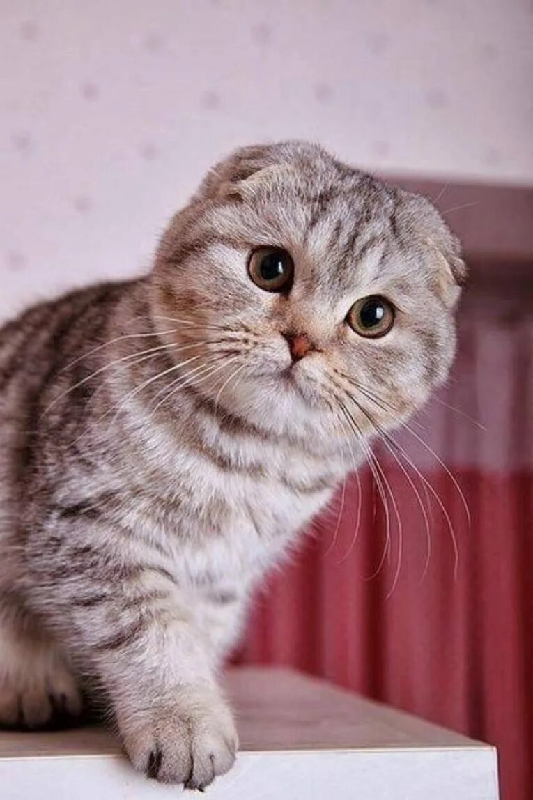 Шотландская вислоухая кошка. Шотландские вислоухие коты. Шотландская вислоухая фолд. Шотландский вислоухий кот скоттиш фолд. Фото вислоухой породы