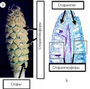 Стробилы