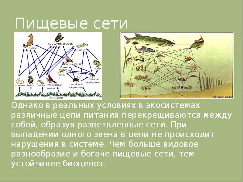 Разнообразие пищевых сетей. Пищевая сеть. Пищевая сеть экосистемы. Пищевые цепи и сети. Что такое пищевая цепь и пищевая сеть.