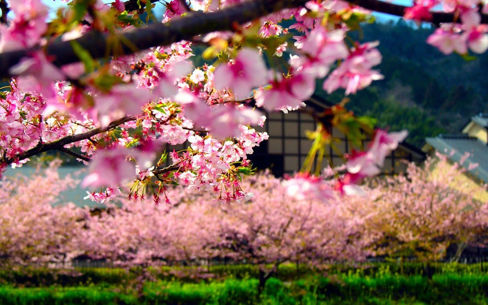Сад Сакуры в Японии. Цветение Сакуры в Японии сады. Цветущая Сакура в Японии. Цветущая Сакура в Японии сад.