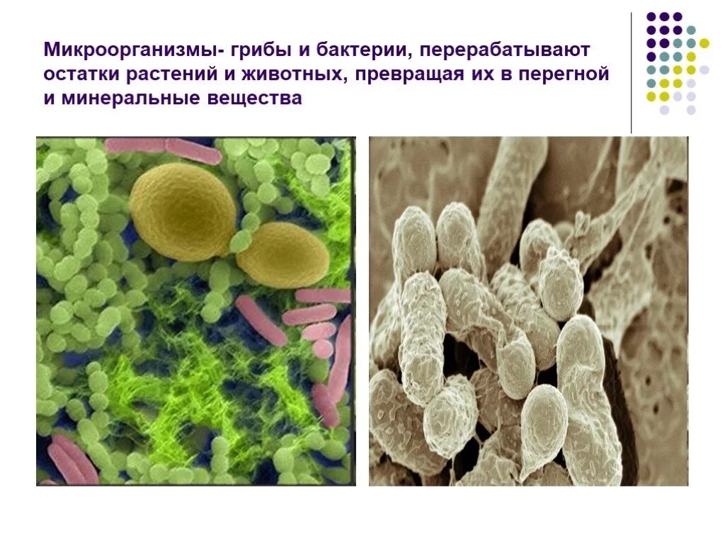 Грибы и бактерии. Грибы микроорганизмы. Грибы и почвенные микроорганизмы. Бактерии растений. Организм питающийся остатками растений и животных