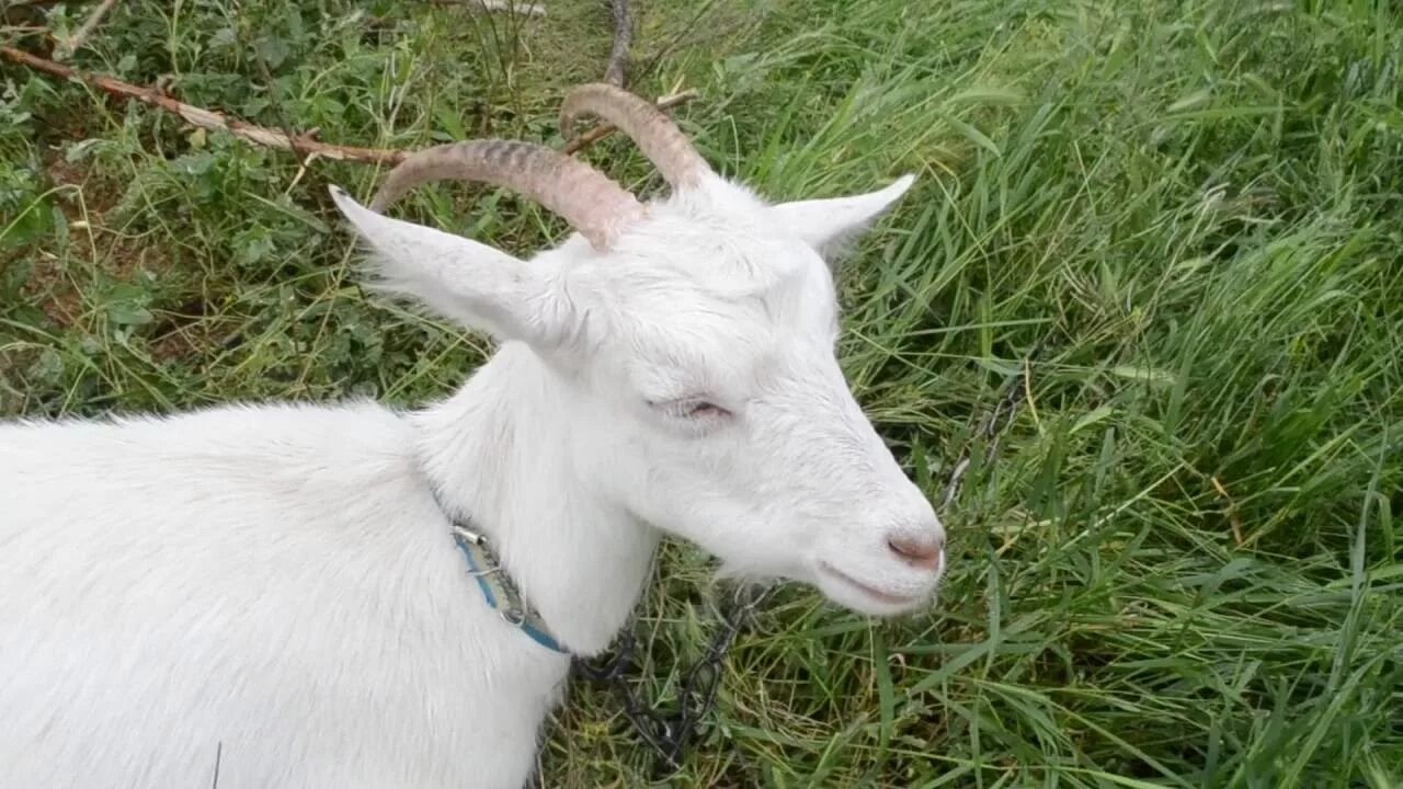 Белая коза альба. Коза домашняя. Козлик белый с серым безрогий. Белый козленок. Белая коза новое.