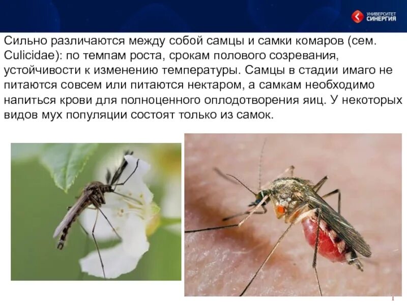 Сильно отличаться между. Малярийный комар самка и самец. Самка комара. Комар самец и самка. Самец комара.