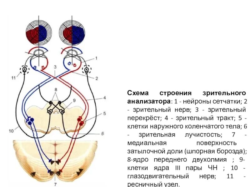 Зрительный нерв образован. Перекрест волокон зрительного нерва. Зрительный нерв анатомия схема. Схема проводящего пути зрительного анализатора. Анализаторы зрительный анализатор строение.