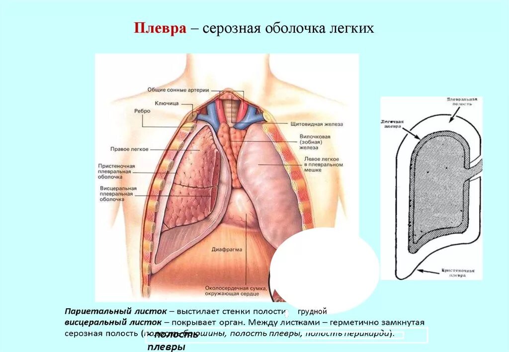 Купол плевры анатомия. Плевральная полость купол плевры. Плевральные синусы анатомия схема. Купол плеврывисцеральная ПОЕВРА.