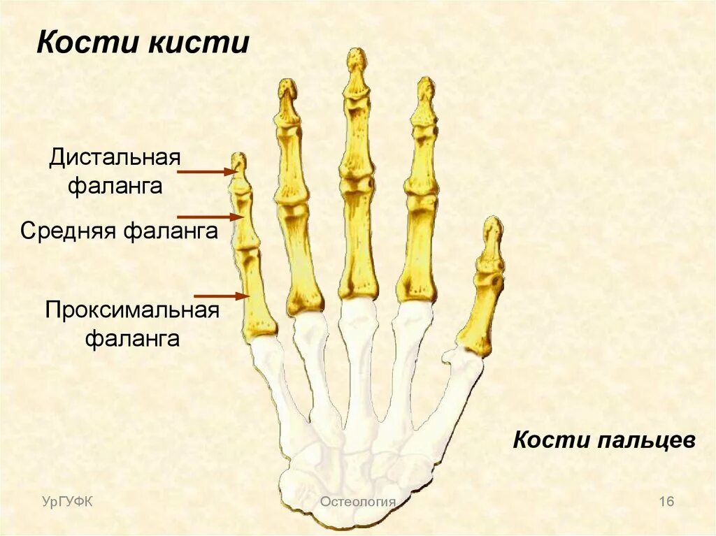 Образована тремя сросшимися костями. Кости пясти и фаланги пальцев. Проксимальная фаланга мизинца кисти. Основная фаланга 5 пальца стопы анатомия. Кости кисти фаланги 1 пальца кисти.