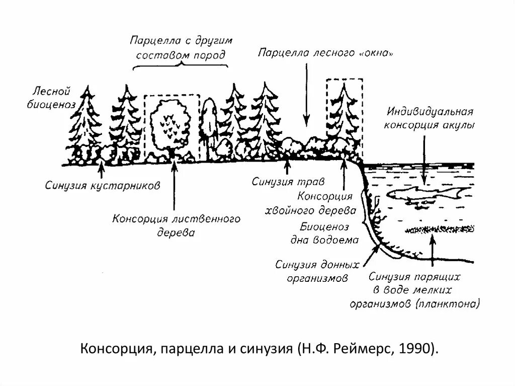 Морфологическая структура водоема. Консорция синузия и парцелла. Горизонтальная структура биоценоза. Парцелла это в экологии. Горизонтальная пространственная структура биоценоза.