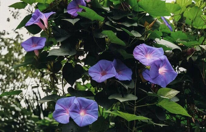 Отличие ипомеи пурпурной от трехцветной. Ипомея трехцветная ipomoea tricolor. Ипомея пурпурная. Ипомея трехцветная. Ипомея пикоти синяя.