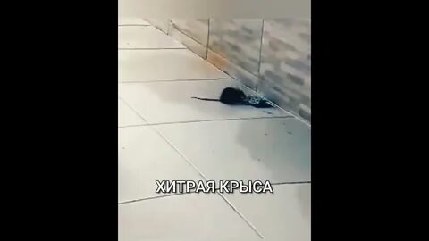 Гречка крысам