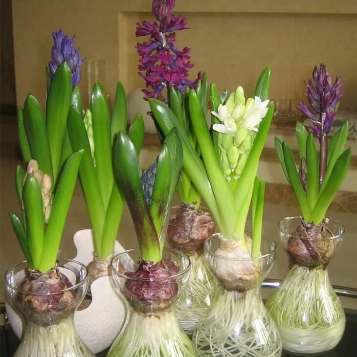 Лук ред барон. Лук шалот зебруне. Луковицы растений. Лук комета f1 семена. Как называется луковица.