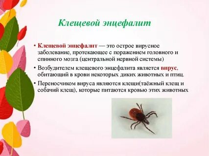 Клещ является переносчиком возбудителя энцефалита