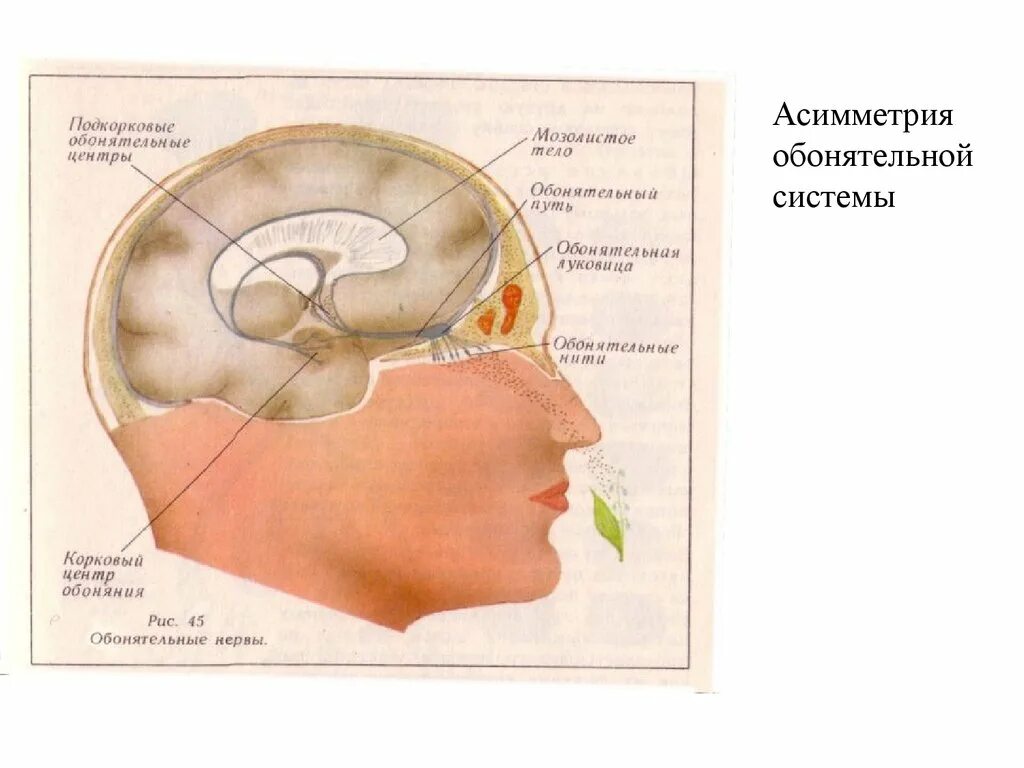 Отделы мозга обоняние. Корковый анализатор обоняния. Обонятельный анализатор отдел головного мозга. Корковый отдел обонятельного анализатора. Подкорковые и корковые центры обонятельного анализатора.