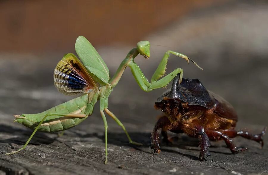 Богомол драка. Богомол против паука. Паук богомол. Бои богомолов. Брачный танец богомолов.