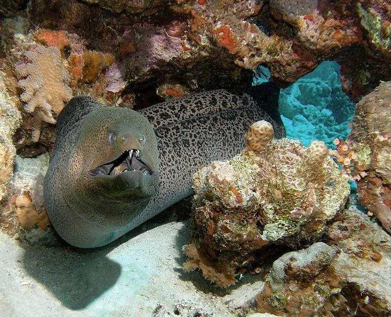 Ягуар леопард оскал. Млекопитающие гепард. Пума ягуар пантера. Пантера yaguar. Пантера животное.