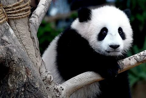 Panda book